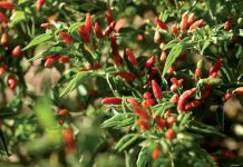 Craving for Peri-Peri: The African Bird’s Eye Global EAT - Craving for Peri-Peri: The African Bird’s Eye