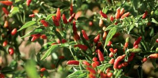 Craving for Peri-Peri: The African Bird’s Eye Global EAT - Craving for Peri-Peri: The African Bird’s Eye