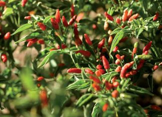 Craving for Peri-Peri: The African Bird’s Eye Global EAT - Craving for Peri-Peri: The African Bird’s Eye