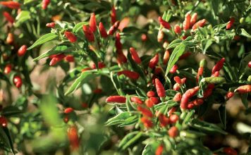 Craving for Peri-Peri: The African Bird’s Eye Global EAT - Craving for Peri-Peri: The African Bird’s Eye