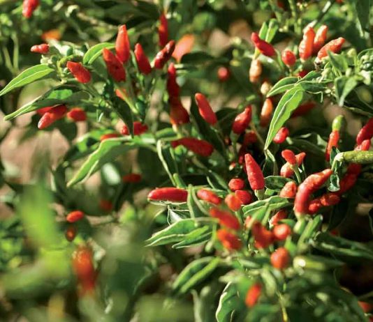 Craving for Peri-Peri: The African Bird’s Eye Global EAT - Craving for Peri-Peri: The African Bird’s Eye