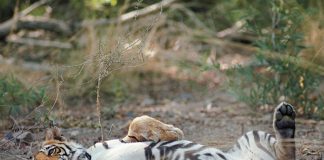 On the Hunt for the Elusive Bengal Tiger Global EAT - On the Hunt for the Elusive Bengal Tiger