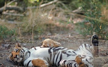 On the Hunt for the Elusive Bengal Tiger Global EAT - On the Hunt for the Elusive Bengal Tiger