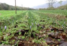 Why are Young Italians Returning to Farming? Global EAT - Why are Young Italians Returning to Farming?