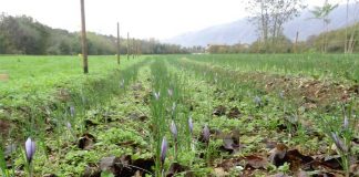 Why are Young Italians Returning to Farming? Global EAT - Why are Young Italians Returning to Farming?