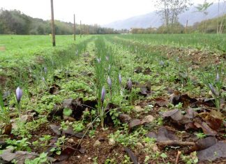 Why are Young Italians Returning to Farming? Global EAT - Why are Young Italians Returning to Farming?
