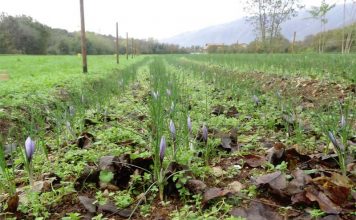 Why are Young Italians Returning to Farming? Global EAT - Why are Young Italians Returning to Farming?