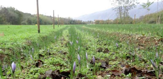 Why are Young Italians Returning to Farming? Global EAT - Why are Young Italians Returning to Farming?