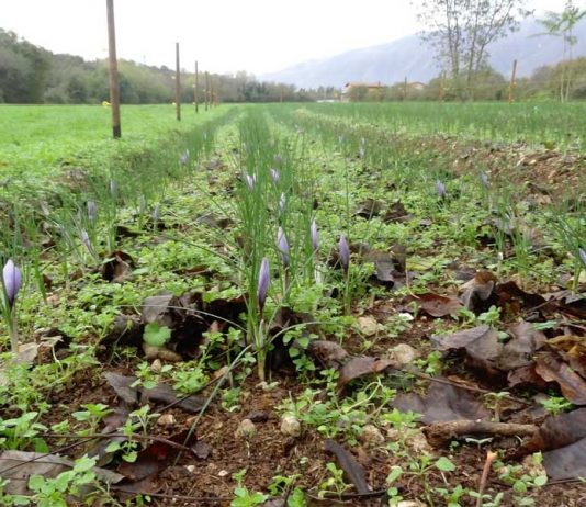 Why are Young Italians Returning to Farming? Global EAT - Why are Young Italians Returning to Farming?