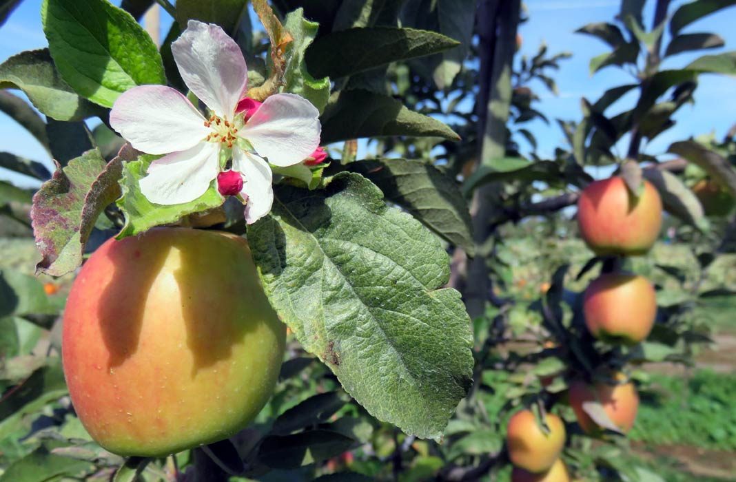 Apples: Top 7 Benefits for Your Health and Appearance