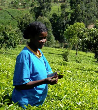 Global EAT - Justice Infused Tea Benefiting Drinkers and Growers