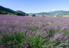 Provence-Sought After Treasures: Why They Are a Magnetic Allure Global EAT - Provence Most-Sought After Treasures: Why they are a Magnetic Allure