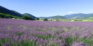 Provence-Sought After Treasures: Why They Are a Magnetic Allure Global EAT - Provence Most-Sought After Treasures: Why they are a Magnetic Allure