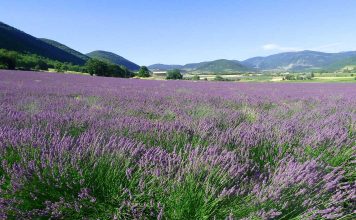 Provence-Sought After Treasures: Why They Are a Magnetic Allure Global EAT - Provence Most-Sought After Treasures: Why they are a Magnetic Allure