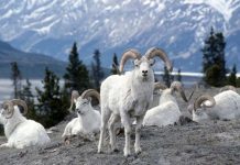 Transversing Yukon and Alaska in 5 Days Global EAT - Transversing Yukon and Alaska in 5 Days