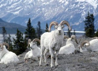 Transversing Yukon and Alaska in 5 Days Global EAT - Transversing Yukon and Alaska in 5 Days