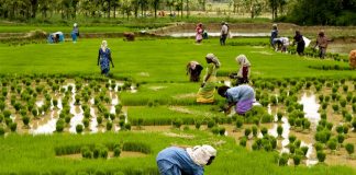 Kerala: Basking in the Beauty and Flavours of India’s Malabar Coast Global EAT - Kerala: Basking in the Beauty and Flavours of India’s Malabar Coast