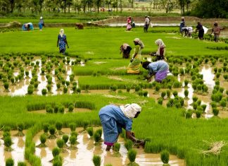 Kerala: Basking in the Beauty and Flavours of India’s Malabar Coast Global EAT - Kerala: Basking in the Beauty and Flavours of India’s Malabar Coast