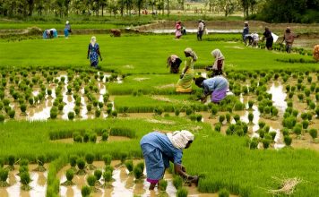Kerala: Basking in the Beauty and Flavours of India’s Malabar Coast Global EAT - Kerala: Basking in the Beauty and Flavours of India’s Malabar Coast