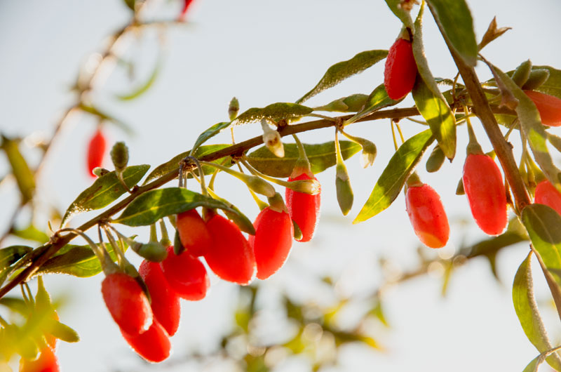 Global EAT - Goji Berries: The Superfood of Longevity and Vision?