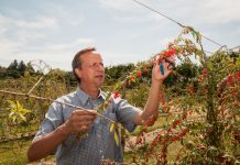 Goji Berries: The Superfood of Longevity and Vision? Global EAT - Goji Berries: The Superfood of Longevity and Vision?