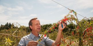 Goji Berries: The Superfood of Longevity and Vision? Global EAT - Goji Berries: The Superfood of Longevity and Vision?