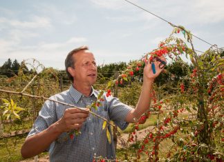 Goji Berries: The Superfood of Longevity and Vision? Global EAT - Goji Berries: The Superfood of Longevity and Vision?