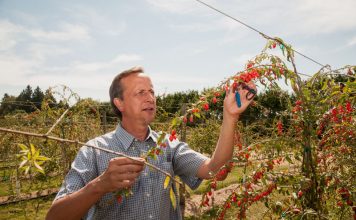 Goji Berries: The Superfood of Longevity and Vision? Global EAT - Goji Berries: The Superfood of Longevity and Vision?