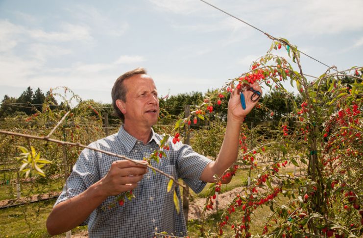 Goji Berries: The Superfood of Longevity and Vision? Global EAT - Goji Berries: The Superfood of Longevity and Vision?