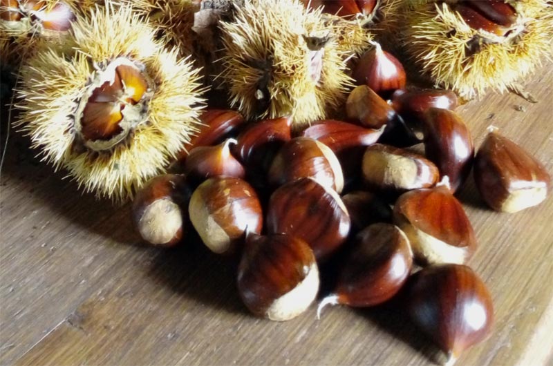 Global EAT - Chestnuts: A Sweet Secret to Health