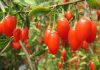 Gojoy Farm: Load Up on Sun-Ripen Goji Berries to Beat Winter Woes Global EAT - Gojoy Farm: Load Up Sun-Ripen Goji Berries to Beat Winter Woes