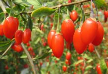 Gojoy Farm: Load Up on Sun-Ripen Goji Berries to Beat Winter Woes Global EAT - Gojoy Farm: Load Up Sun-Ripen Goji Berries to Beat Winter Woes