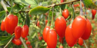 Gojoy Farm: Load Up on Sun-Ripen Goji Berries to Beat Winter Woes Global EAT - Gojoy Farm: Load Up Sun-Ripen Goji Berries to Beat Winter Woes