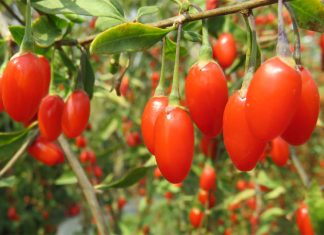 Gojoy Farm: Load Up on Sun-Ripen Goji Berries to Beat Winter Woes Global EAT - Gojoy Farm: Load Up Sun-Ripen Goji Berries to Beat Winter Woes