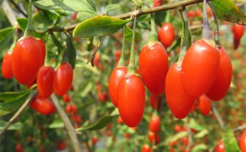 Gojoy Farm: Load Up on Sun-Ripen Goji Berries to Beat Winter Woes Global EAT - Gojoy Farm: Load Up Sun-Ripen Goji Berries to Beat Winter Woes