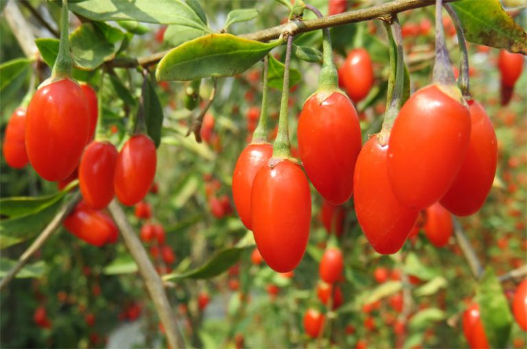 Gojoy Farm: Load Up on Sun-Ripen Goji Berries to Beat Winter Woes