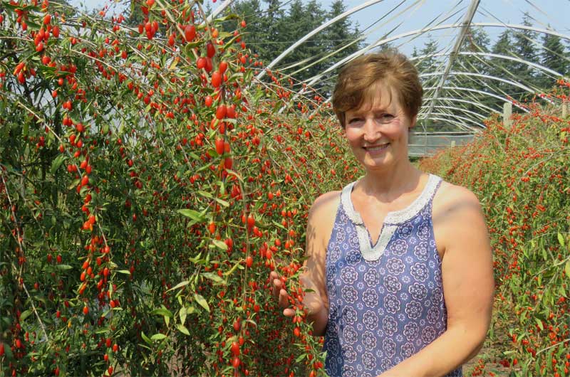 Global EAT - Gojoy Farm: Load Up Sun-Ripen Goji Berries to Beat Winter Woes