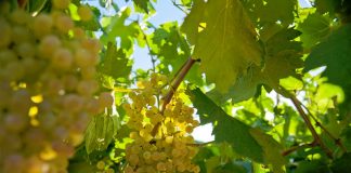 Villa Mattielli – From Verona with Love and Passion Global EAT - Villa Mattielli - From Verona with Love and Passion