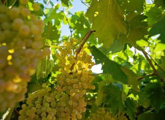 Villa Mattielli – From Verona with Love and Passion Global EAT - Villa Mattielli - From Verona with Love and Passion