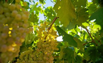 Villa Mattielli – From Verona with Love and Passion Global EAT - Villa Mattielli - From Verona with Love and Passion