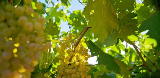 Villa Mattielli – From Verona with Love and Passion Global EAT - Villa Mattielli - From Verona with Love and Passion