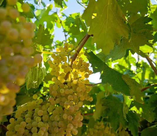 Villa Mattielli – From Verona with Love and Passion Global EAT - Villa Mattielli - From Verona with Love and Passion
