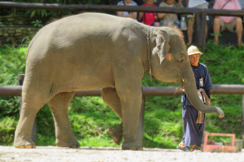 Animal Welfare: Why Your Travel List Should Exclude Elephant Rides