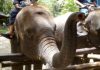 Animal Welfare: Why Your Travel List Should Exclude Elephant Rides Animal Welfare: Why Your Travel List Should Exclude Elephant Rides
