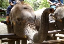 Animal Welfare: Why Your Travel List Should Exclude Elephant Rides Animal Welfare: Why Your Travel List Should Exclude Elephant Rides