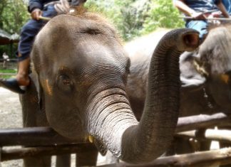 Animal Welfare: Why Your Travel List Should Exclude Elephant Rides Animal Welfare: Why Your Travel List Should Exclude Elephant Rides