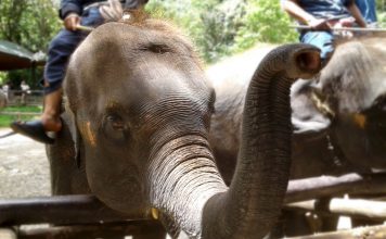 Animal Welfare: Why Your Travel List Should Exclude Elephant Rides Animal Welfare: Why Your Travel List Should Exclude Elephant Rides