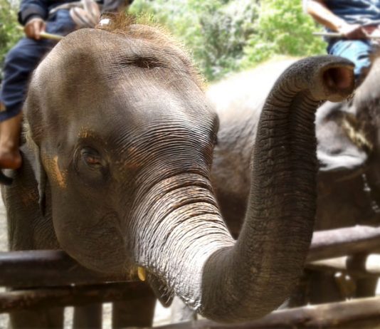 Animal Welfare: Why Your Travel List Should Exclude Elephant Rides Animal Welfare: Why Your Travel List Should Exclude Elephant Rides