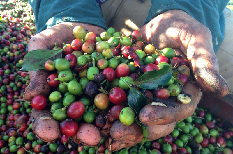Global EAT - Coffee: World’s Top Java Guzzlers and Why Poop Beans are So Expensive?