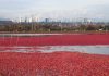 Cranberry: Native American Berry with Disease-Fighting Antioxidants Global EAT - Cranberry: Native American Berry with Disease-Fighting Antioxidants